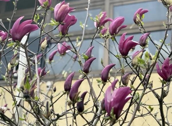 紫木蓮が咲きました！