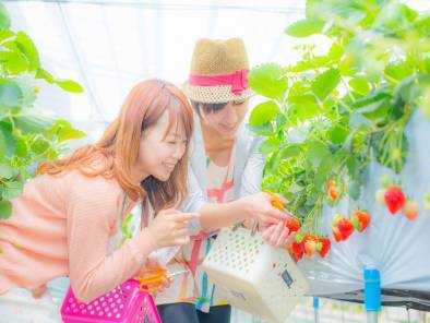 【本日営業開始！】湯沢いちご村