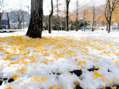 まだ11月なのに・・・