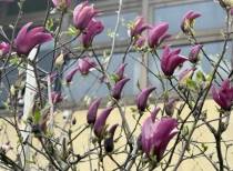 紫木蓮が咲きました！